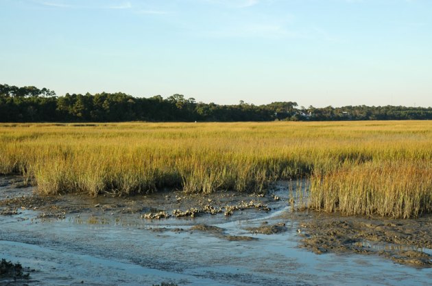 HuntingtonBeachSaltMarsh